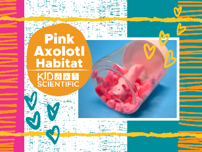 Pink Axolotl Habitat Workshop (4-9 Years)